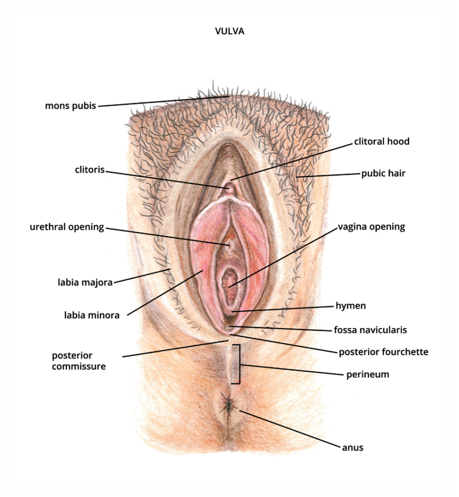 Image One: Medical Forensic Terminology: Vulva